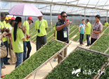 外国学员赴点头考察茶产业