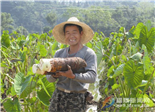 小芋头大财富———福鼎槟榔芋产业发展见闻