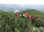 茶山茶园游学活动成为新春茶市新亮点