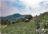 一户一卡一茶园 茶青也有了“身份证”
