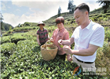 富民“叶”成就福民业