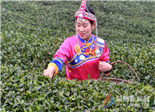 逼出来的有机茶之路