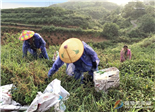 狠抓茶叶源头管理 确保茶叶质量安全