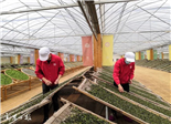 全面深化改革·经验丨福鼎：善用大数据 护航好白茶