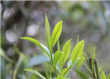 福鼎两家茶企入选“中华祈福封茶大典”