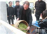 观洋村：一片叶子铺就一条致富路