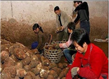 从“红色茗洋”到“特色茗洋”