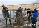 春节到 泥蚶卖得俏